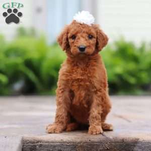 Cherry, Goldendoodle Puppy